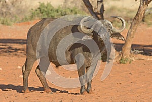 African buffalo photo