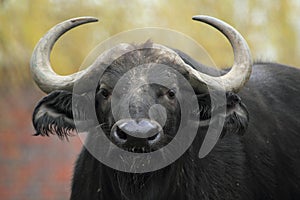 African buffalo photo