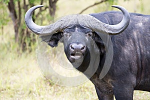 African buffalo - Syncerus caffer, - in Uganda photo