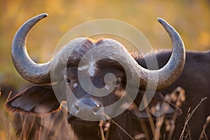 African buffalo