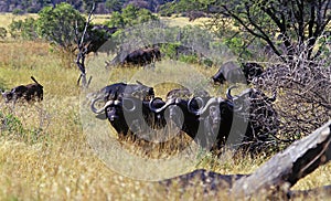 African Buffalo 3