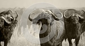 African Buffalo