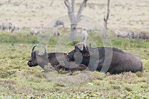 African buffalo