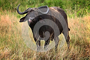 African Buffalo