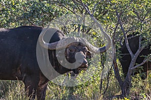 African Buffalo