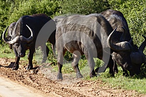 African Buffalo, Addo Elephant National Park