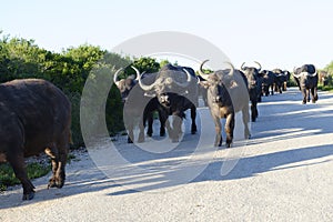 African Buffalo, Addo Elephant National Park