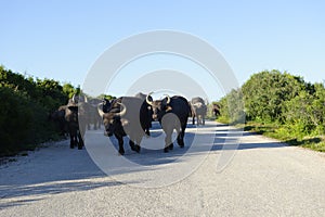 African Buffalo, Addo Elephant National Park