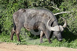 African Buffalo, Addo Elephant National Park