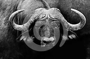 African Buffalo photo