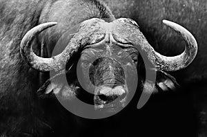 African Buffalo