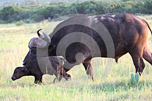 African Buffalo Baby