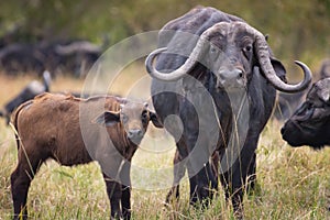African buffalo with beautiful horn in Masai Mara ,Kenya.