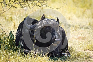 African buffalo with bird