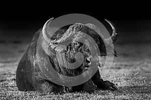 African buffalo in Black and White
