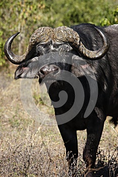 African Buffalo - Botswana