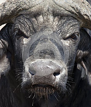 African Buffalo - Botswana
