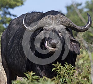 African Buffalo - Botswana