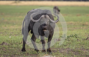 African buffalo in Botswana, Africa