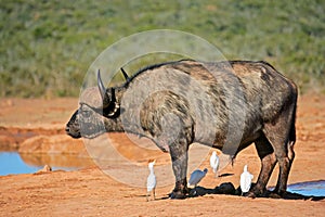 An African buffalo bull with cattle egrets, Addo Elephant National Park, South Africa