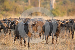 African Buffalo bull with herd
