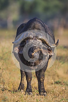 African Buffalo bull with Oxpecker