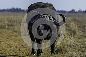 African Buffalo bull portrait with big horns