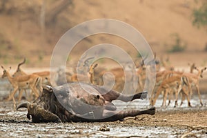 African Buffalo bull Syncerus caffer wallowing in mud photo