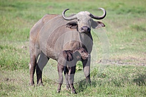 African buffalo with calf