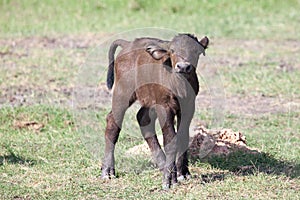 African buffalo calf