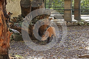 African buffalo calf, cape buffalo, syncerus caffer nanus
