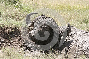 African Buffalo or Cape Buffalo in Masai Mara Kenya.