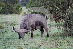 African Buffalo or Cape buffalo - Scientific name: Syncerus caffer subspecies aequinoctialis - standing in tall grass.