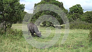 African Buffalo Or Cape Buffalo Syncerus Caffer