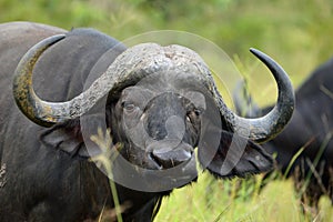 African buffalo or Cape buffalo (Syncerus caffer)