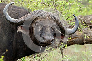 African buffalo or Cape buffalo (Syncerus caffer)