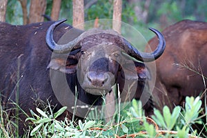 African buffalo or Cape buffalo (Syncerus caffer)