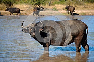 African buffalo or Cape buffalo (Syncerus caffer)