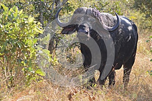 African buffalo or Cape buffalo (Syncerus caffer)