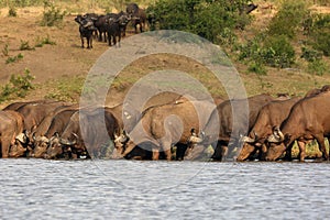 The African buffalo or Cape buffalo Syncerus caffer herd of buffalo on the shore of waterholes.Typical observations during a big