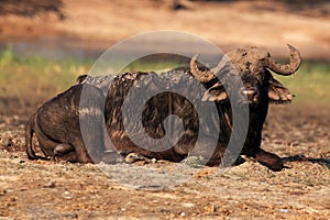 The African buffalo or Cape buffalo Syncerus caffer a large bull lying covered mud on the river bank. A large bull resting near