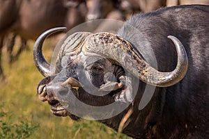 The African buffalo or Cape buffalo Syncerus caffer male