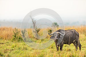 African buffalo or Cape buffalo Syncerus caffer, Murchison Falls National Park, Uganda.