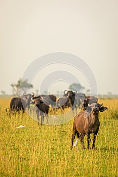 African buffalo or Cape buffalo Syncerus caffer, Murchison Falls National Park, Uganda.