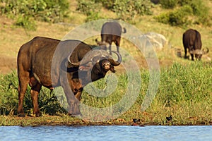 The African buffalo or Cape buffalo Syncerus caffer standing on the banks of the waterholewith flehmen response also called the