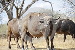 African buffalo or Cape buffalo with a A tickbird looking at the camera