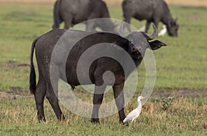 African buffalo with cattle egret in Botswana, Africa