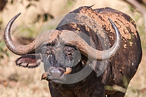 African buffalo cow (Syncerus caffer) portrait - Kruger National Park