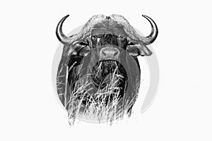 African Buffalo, Cyncerus cafer, standing in the grass, Moremi, Okavango delta, Botswana, Africa. Black and white fine art African