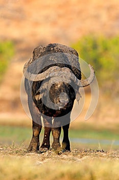 African Buffalo, Cyncerus cafer, standing on the river bank, Chobe, Botswana